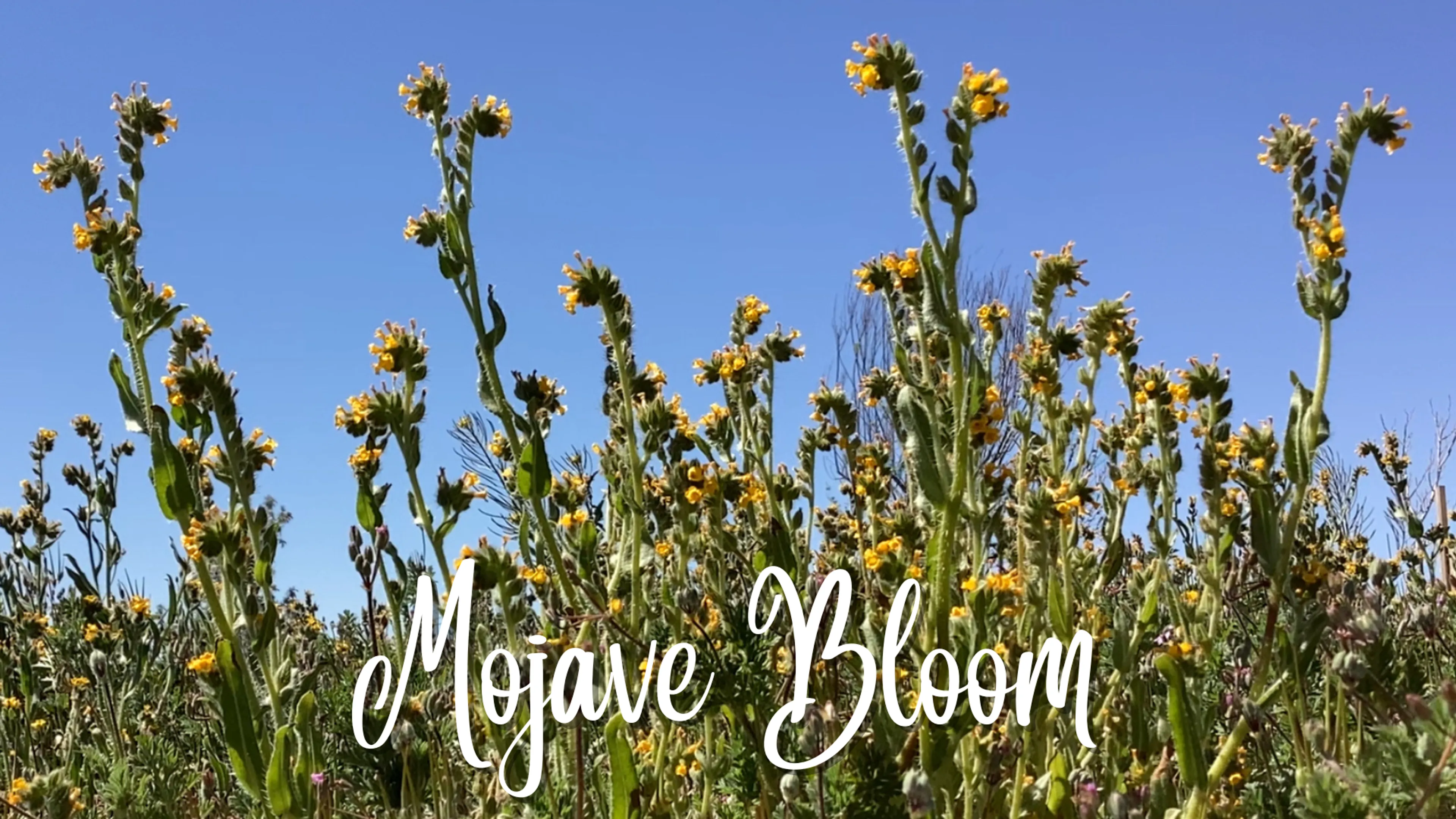 Mojave Bloom poster